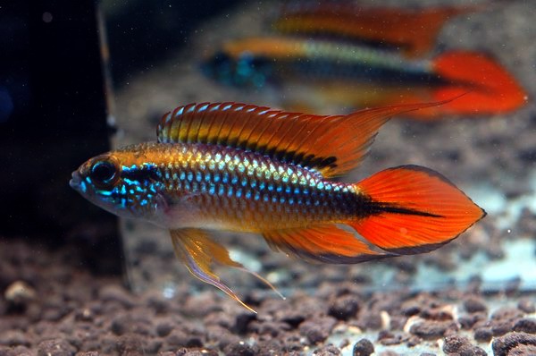 Апистограмма Агассица (Apistogramma agassizii)