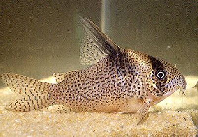 Corydoras delphax