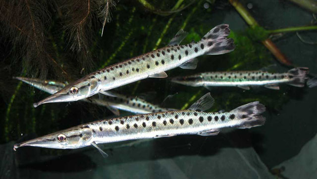 Boulengerella Maculata