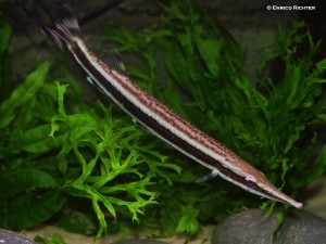 Boulengerella lateristriga