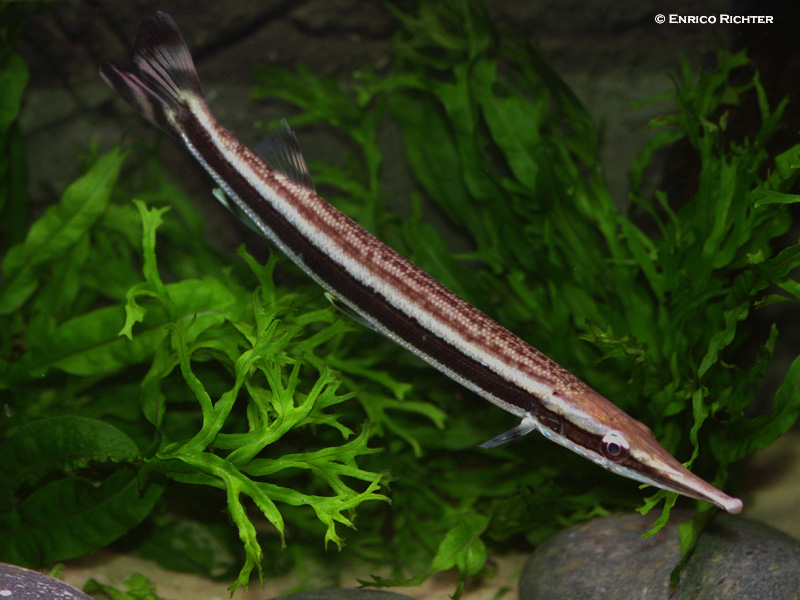 Boulengerella lateristriga