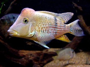 Геофагус Штайндахнера (Geophagus steindachneri)