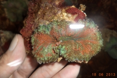 CORAL-SP-7