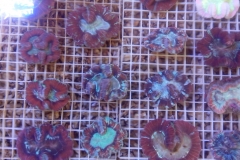 Coral-Pic-220613-2-20-1024x768