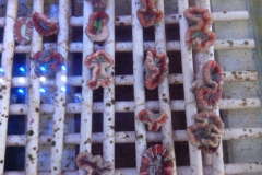 Coral-Pic-220613-3-41-1024x768