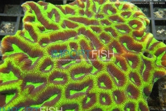960253_593784837336580_996148098_n
