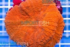 importfish_corals_aussie40