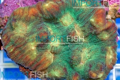 importfish_corals_aussie41