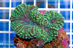 importfish_corals_aussie42