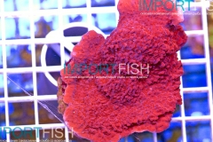 importfish_corals_aussie43