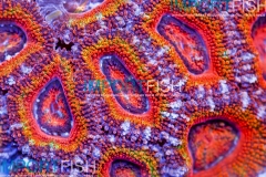 importfish_corals_aussie01