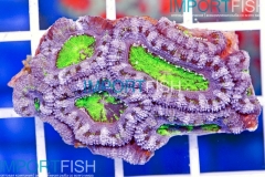 importfish_corals_aussie03