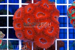 importfish_corals_aussie04