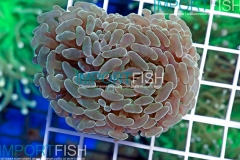 importfish_corals_aussie05