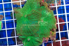 importfish_corals_aussie07