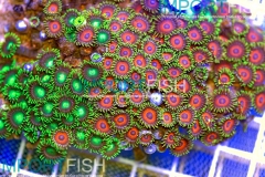 importfish_corals_aussie08