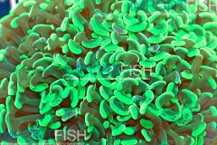 importfish_corals_aussie10