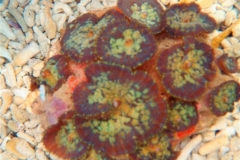 Colored-Tonga-blue-mushroom-coral-1