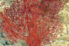 Pinnate-sea-fan