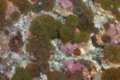 Ricordea-florida-3