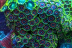 Zoanthid-23