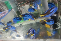 blue-tang