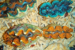 crocea-clams-12