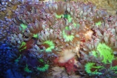 elegance-corals-1_853x480