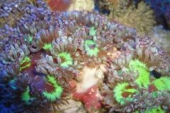 elegance-corals-2_853x480