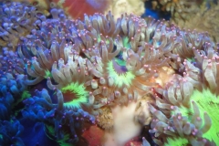 elegance-corals_853x480