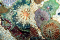 mini-carpet-anemone-1-737x1024