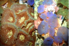 mini-carpet-anemone1-741x1024у