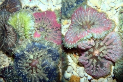 mini-carpet-anemone1-741x10241