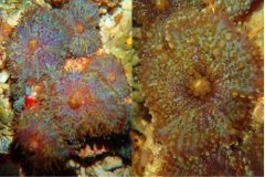 mini-carpet-anemone1-741x10245