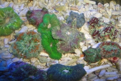 mini-carpet-anemones-2_853x480