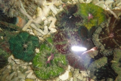 mini-carpet-anemones-7_853x480