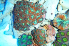 pineapple-corals-1