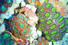 pineapple-corals-3