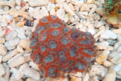 pineapple-corals-4