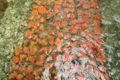 red-sun-coral