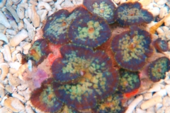 tonga-blue-mushroom