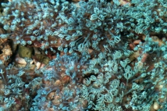 Green-star-polyps1