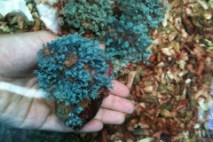 Green-star-polyps2