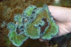 Hairy-polyps