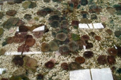 Mini-Carpet-Anemones-3