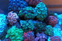 Pineapple-coral-Copy