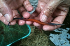 BANDED-PIPEFISH4