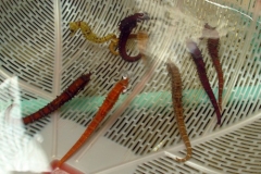 MIXED-COLORS-SEA-HORSE
