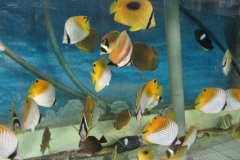 THREADFIN-BUTTERFLYFISH