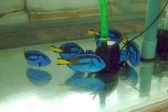 blue-tang-